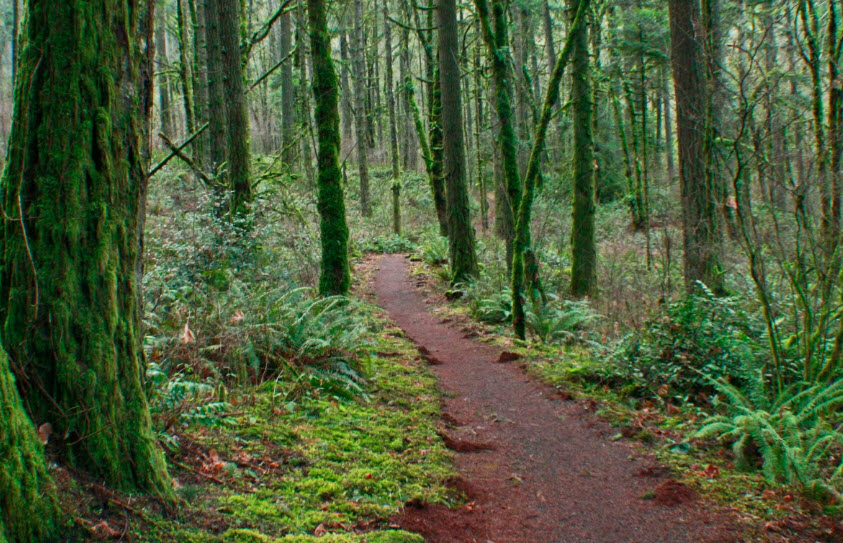 Peavy Arboretum, United States